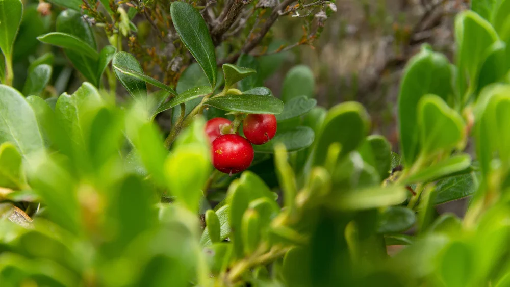 bearberry ground cover, native wisconsin plant