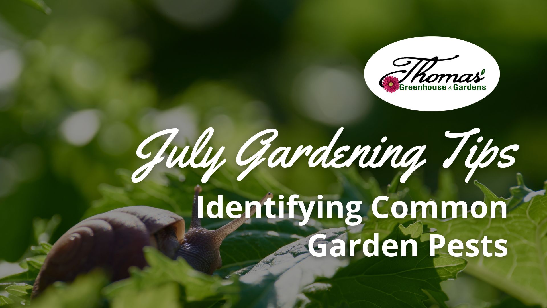 Close-up of a brown snail on green leaves with text ‘July Gardening Tips: Identifying Common Garden Pests’ for Thomas Greenhouse & Gardens, promoting July pest identification for gardeners.”