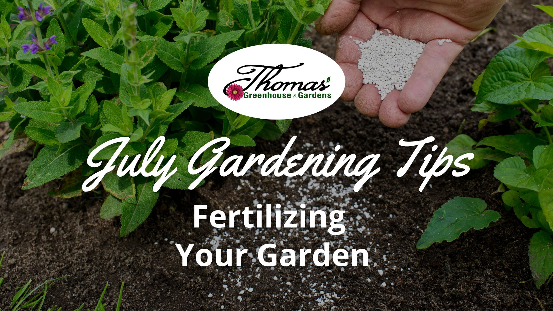 Hand sprinkling granular fertilizer onto garden soil near green plants, with text ‘July Gardening Tips: Fertilizing Your Garden’ for Thomas Greenhouse & Gardens.